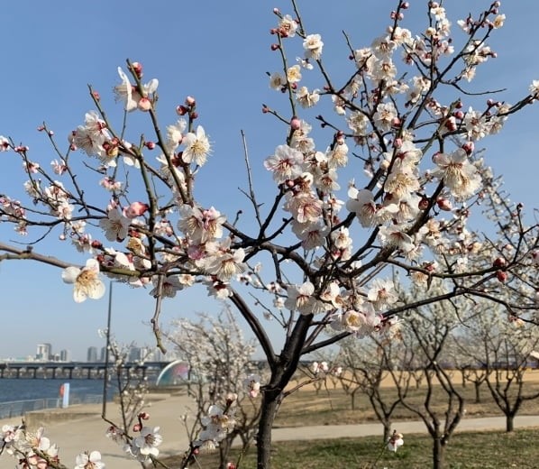  2021 벚꽃 개화시기. 축제는 취소되어도 꽃나들이는 가고싶으니까!