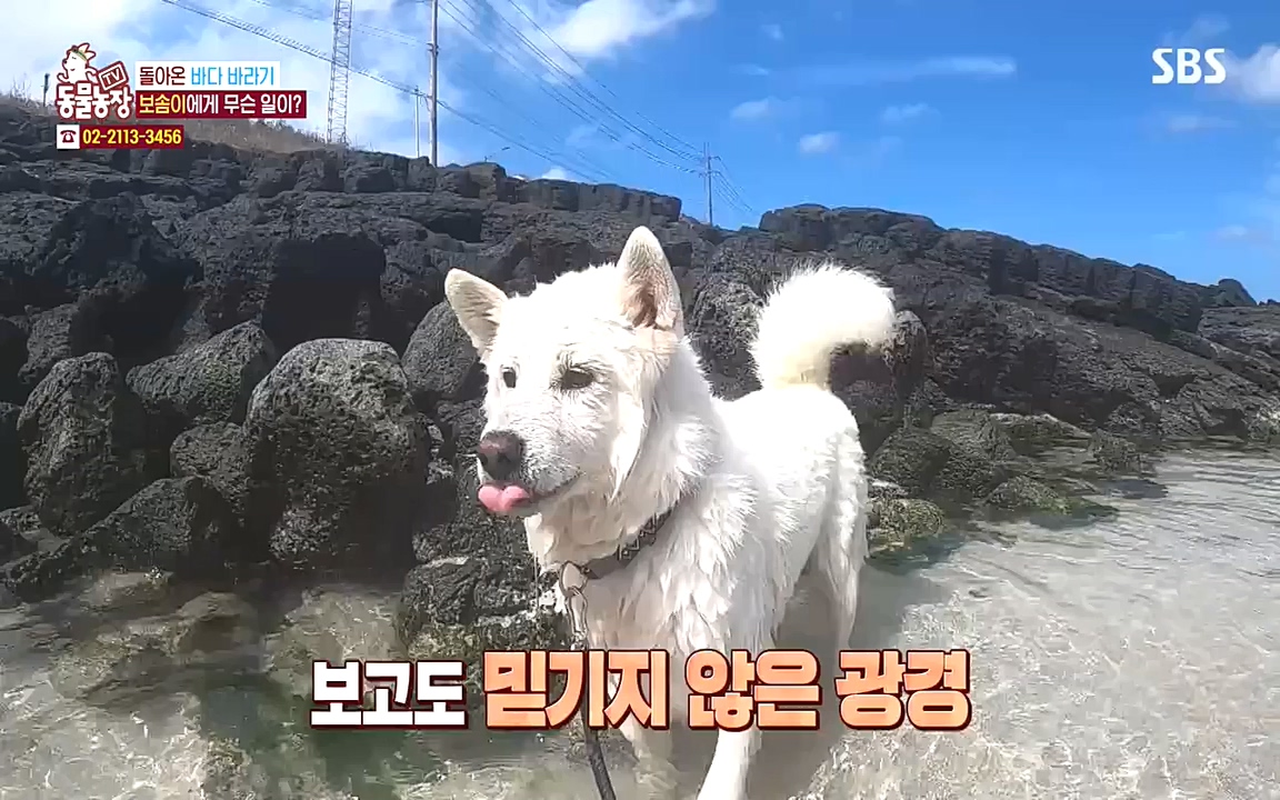 TV 동물농장.E1090.221010p-NEXT.mp4_20221009_182010.647.jpg