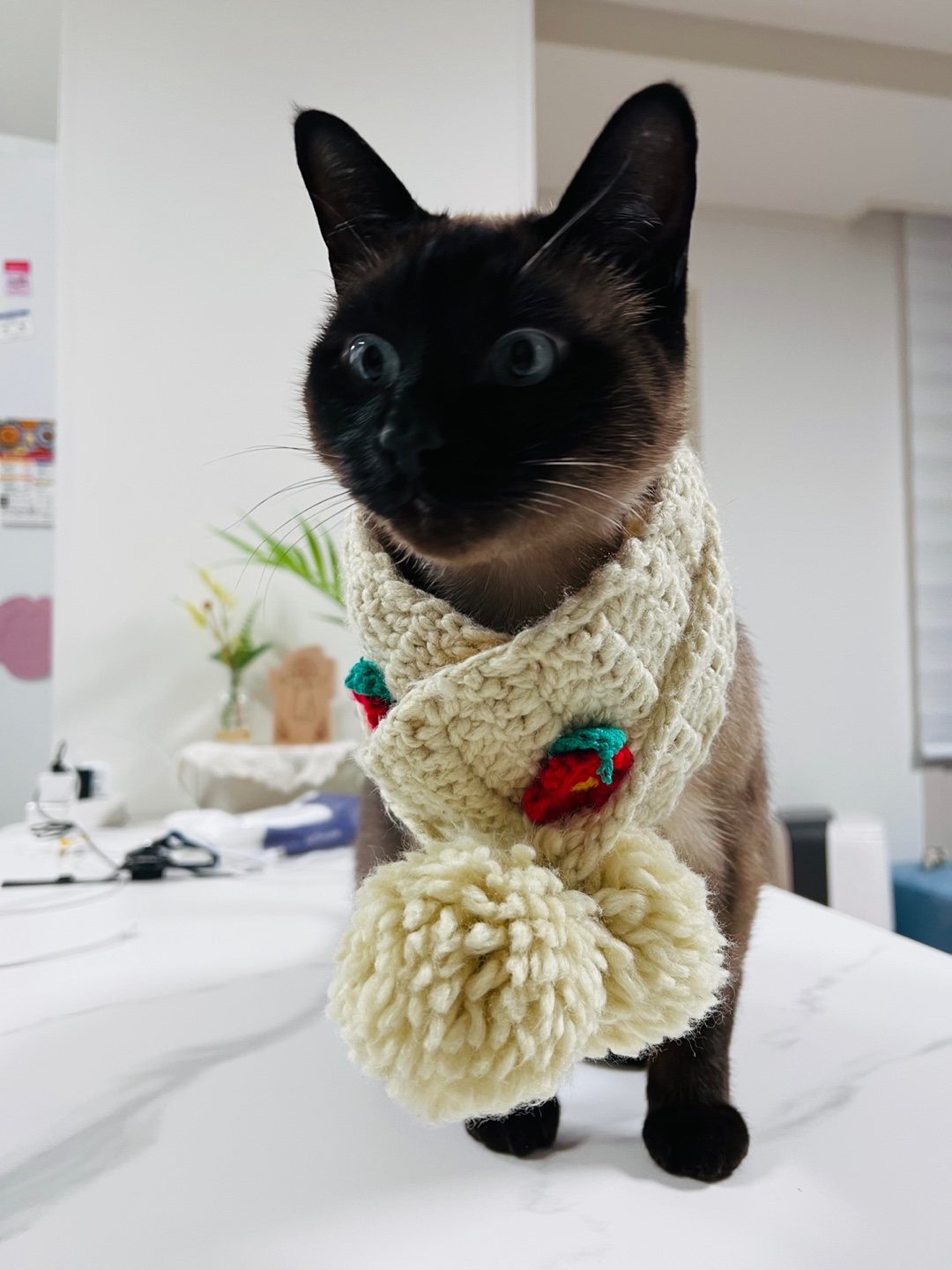  [샴 고양이] 말 많고 사람을 잘 따르는 완벽한 개냥이