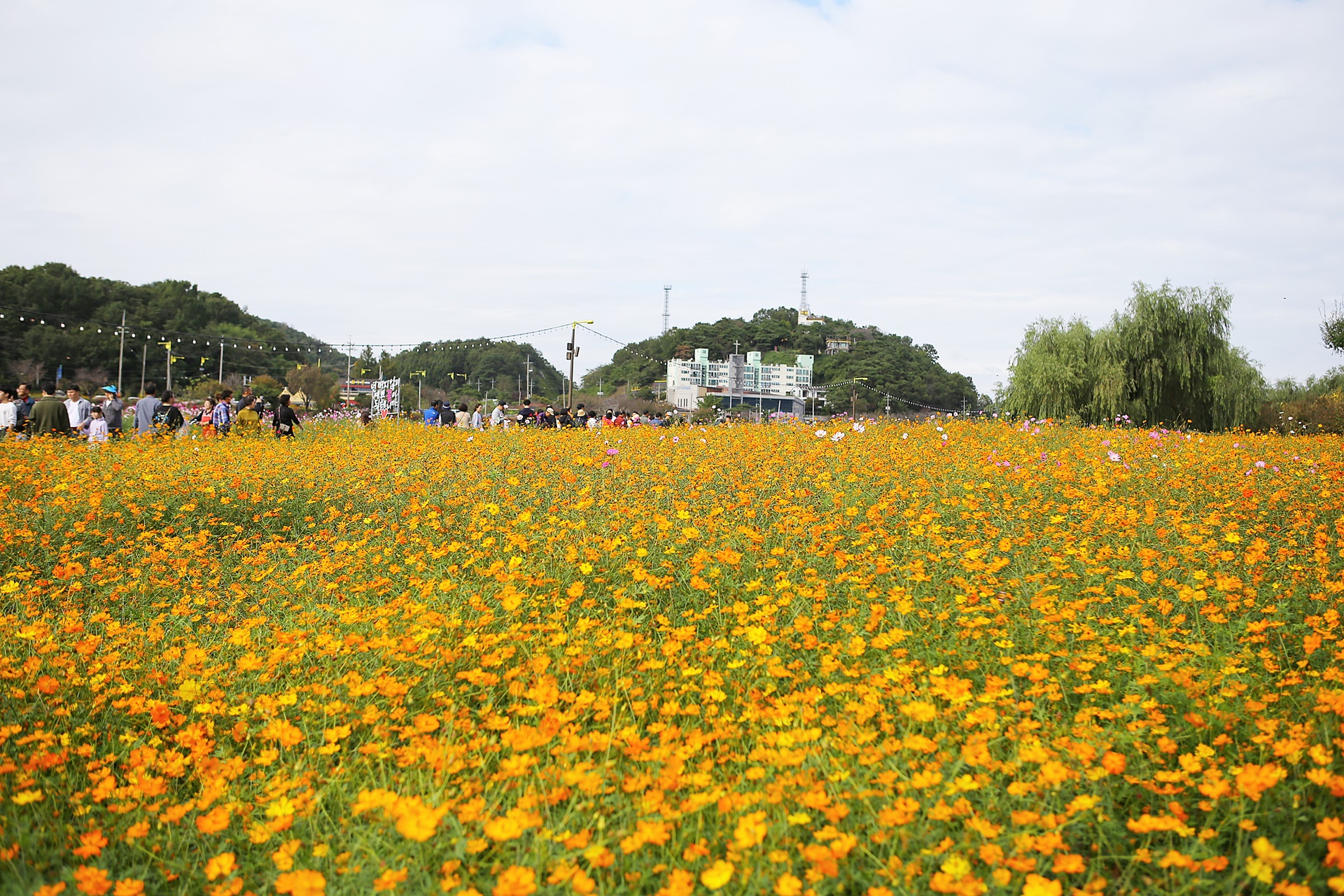 황룡강 가을꽃 축제