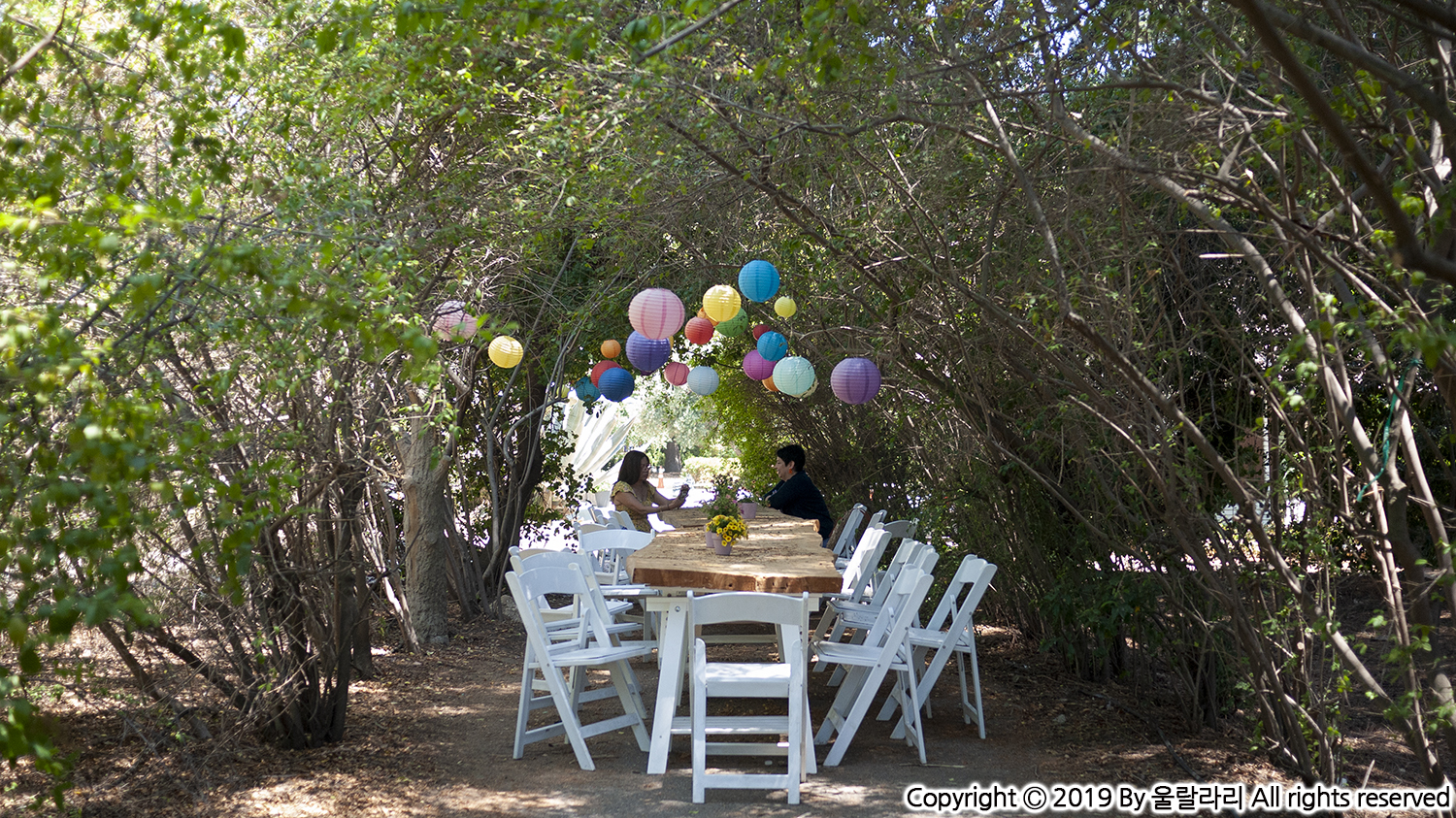 캘리포니아 라벤더 페스티발 Lavender Festival