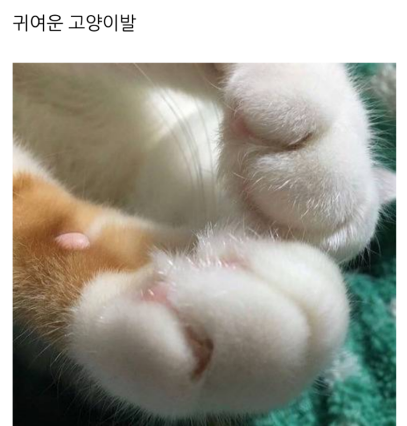 귀여운 고양이 발
