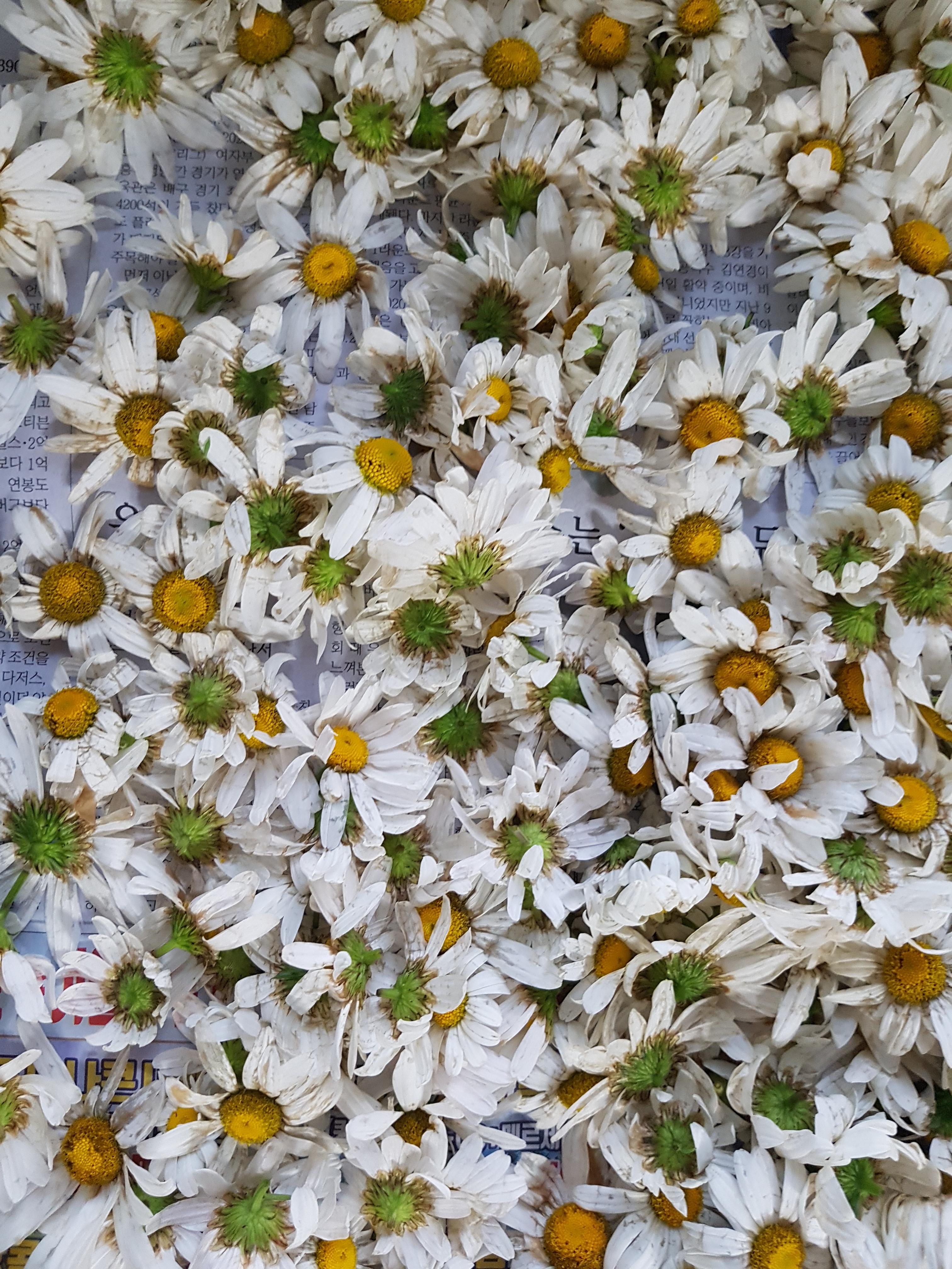 구절초 꽃 사진