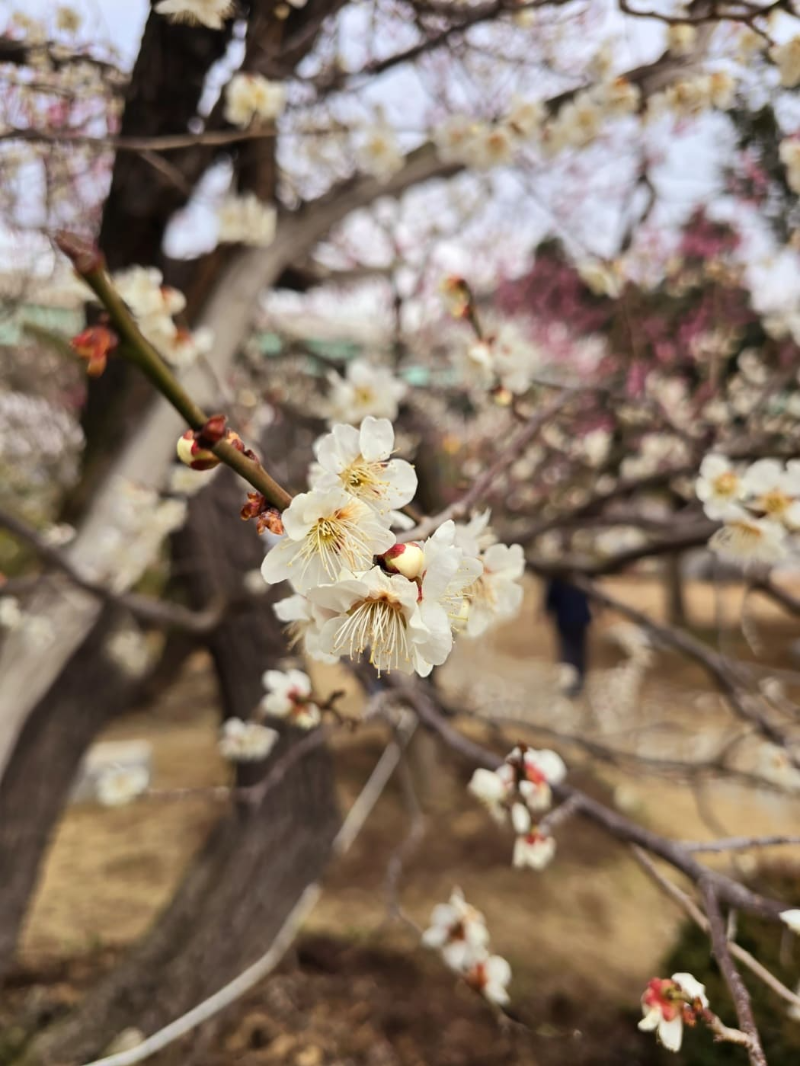 매화축제