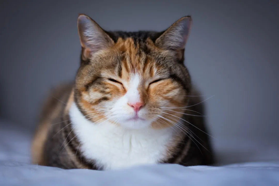 고양이 우는 이유