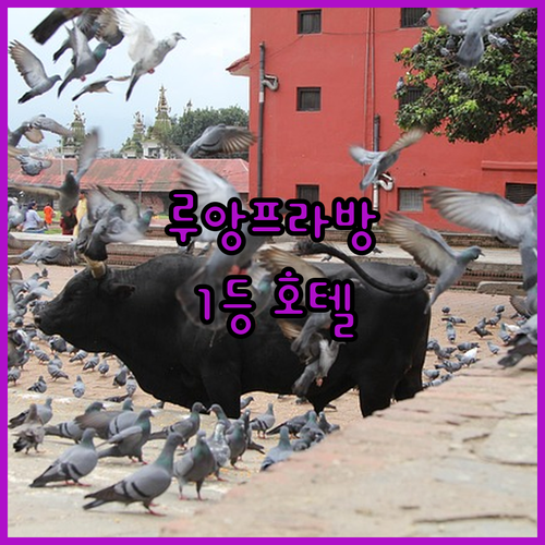 가족 여행객 필독! 루앙프라방 풀먼 