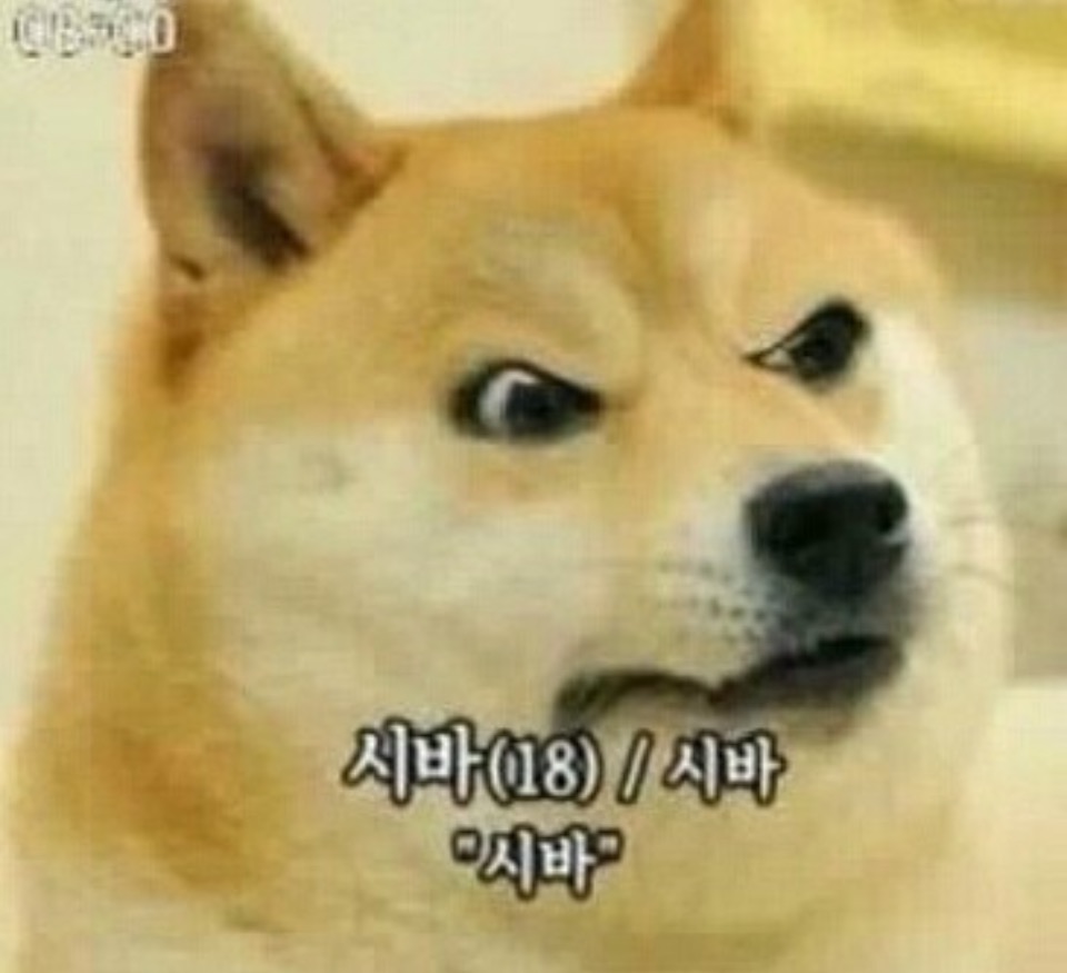 시바 사진 4