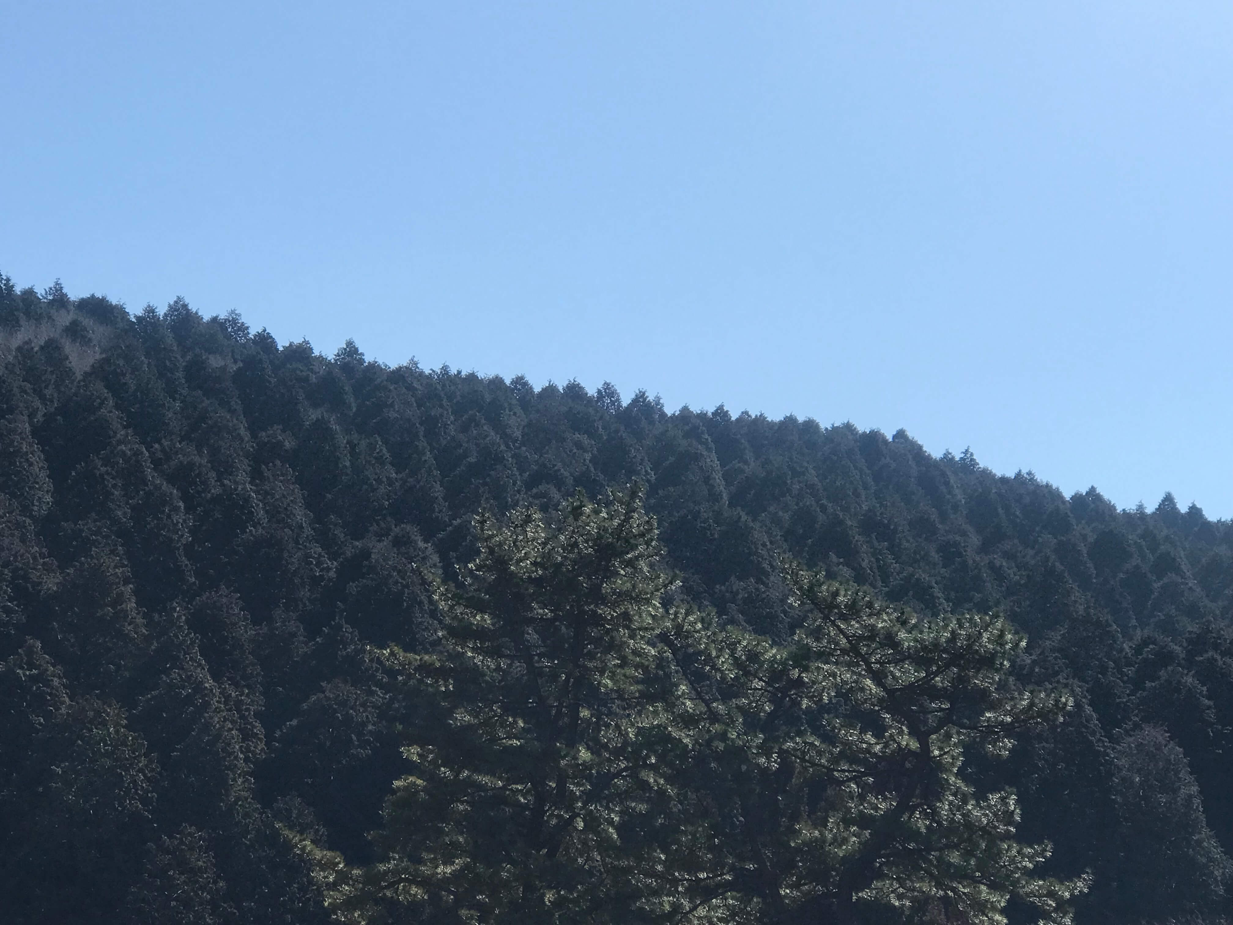 고흥 봉래산 편백숲 모습
