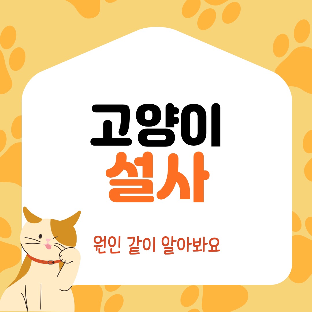  고양이 설사 원인 새끼 고양이가 설사한다면