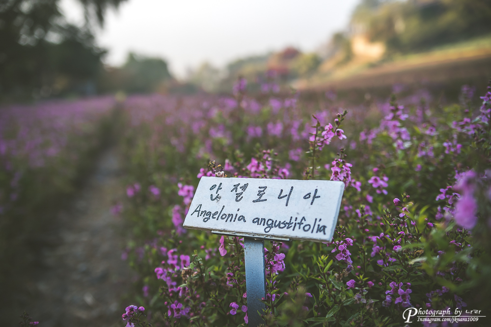 경기도 연천 여행 - 허브빌리지(안젤로니아축제)