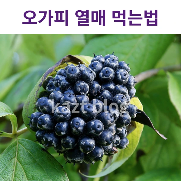 오가피 열매 먹는법