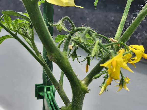 테라스 텃밭 집에서 방울토마토를 기르다 13