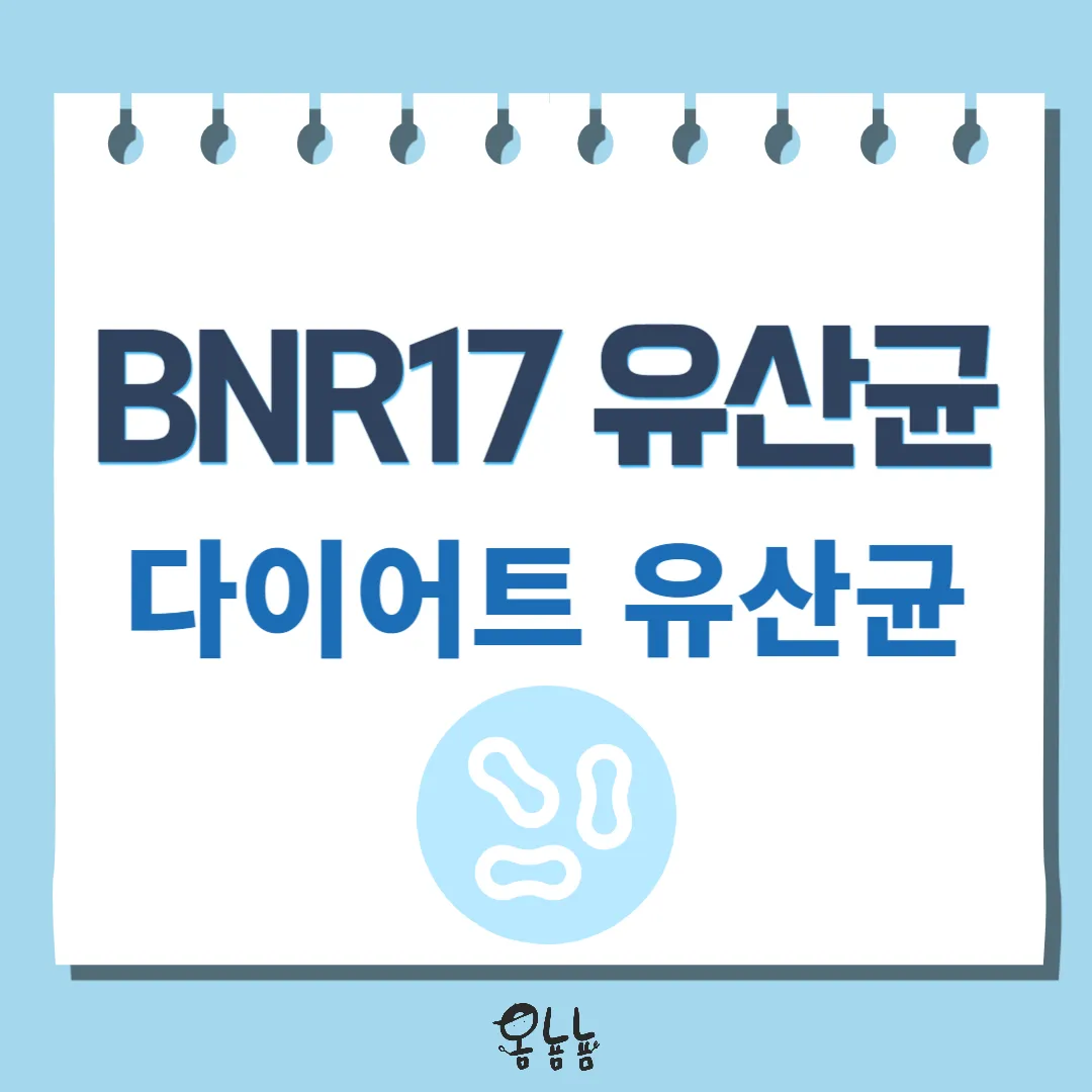 BNR17 유산균