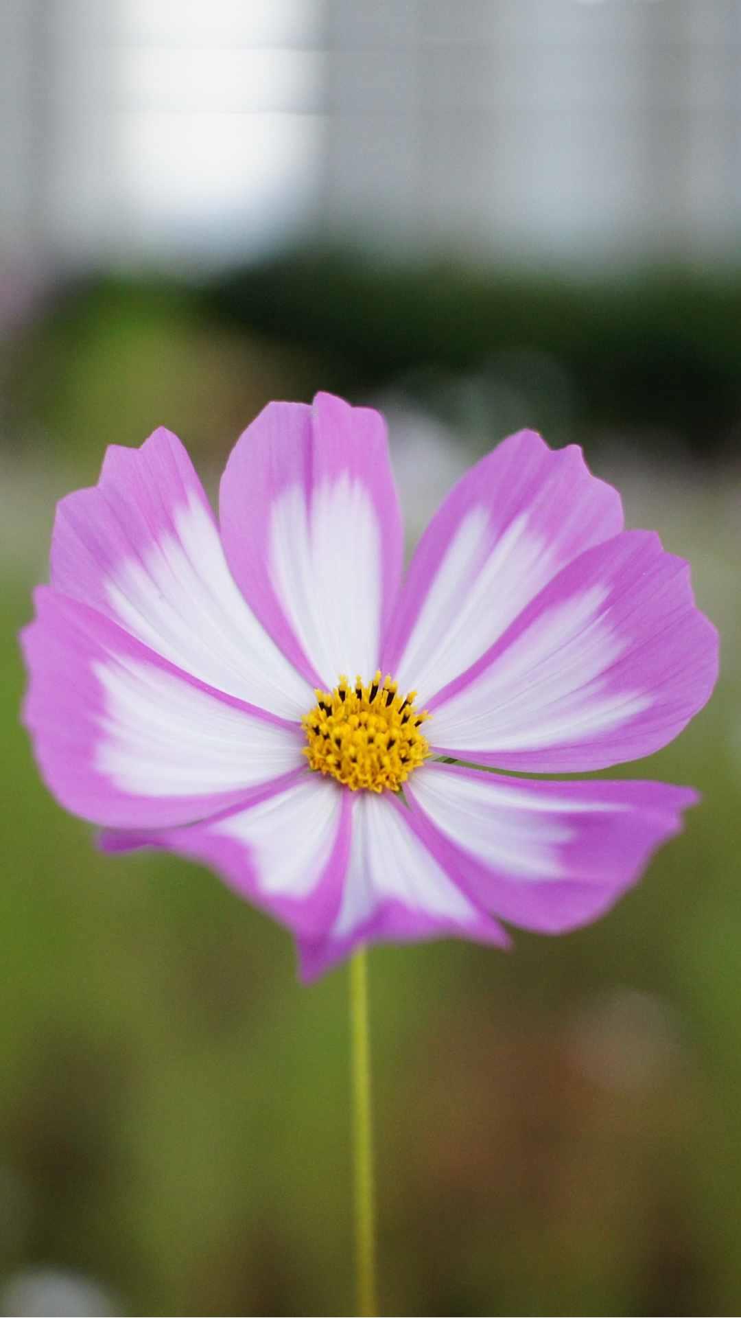 Cosmos Flower iPhone Wallpaper