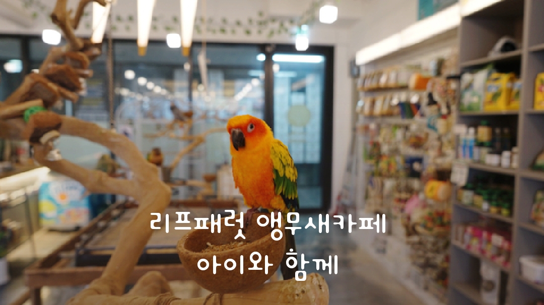  리프패럿배곧신도시점 시흥 앵무새카페 아이와 함께 좋아요.