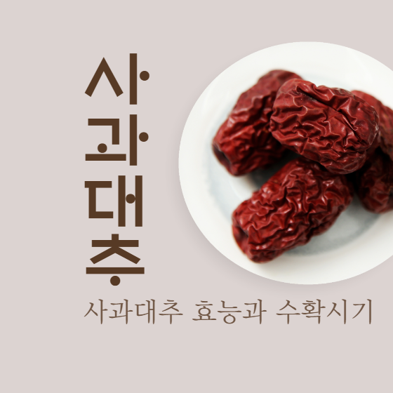 사과 대추 효능과 사과 대추 수확 시기