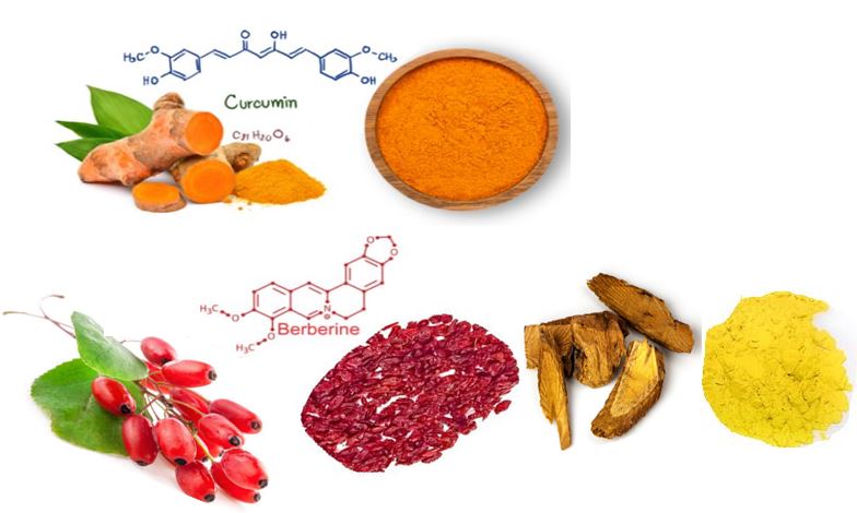  혈당,콜레스테롤 수치 조절 베르베린(berberine) 효능 부작용 하루권장량