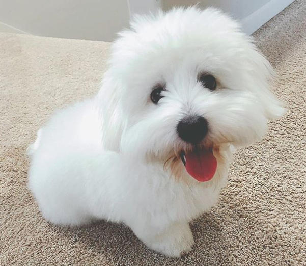 강아지 사진