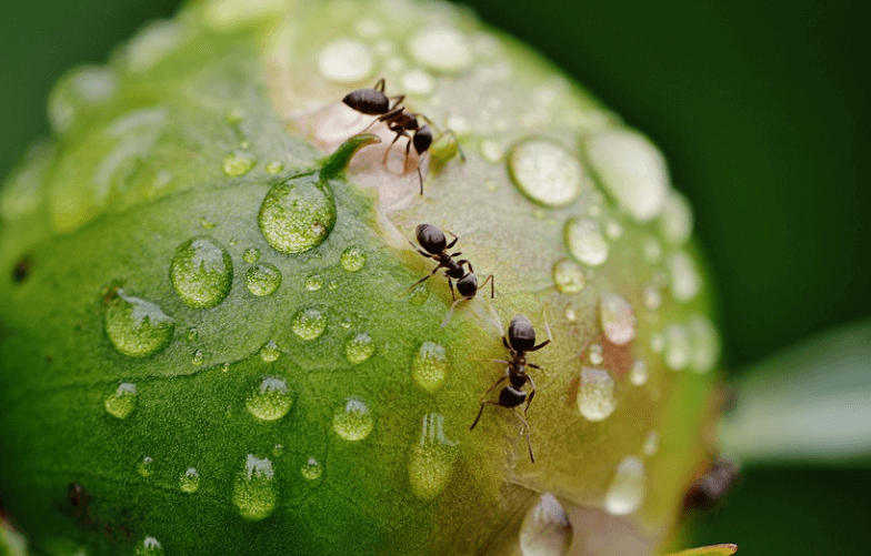 개미가 움직이는 이미지