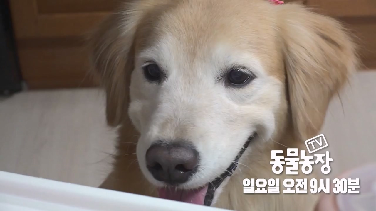 TV 동물농장.E1168.240422p-NEXT.mp4_20240421_170947.459.jpg