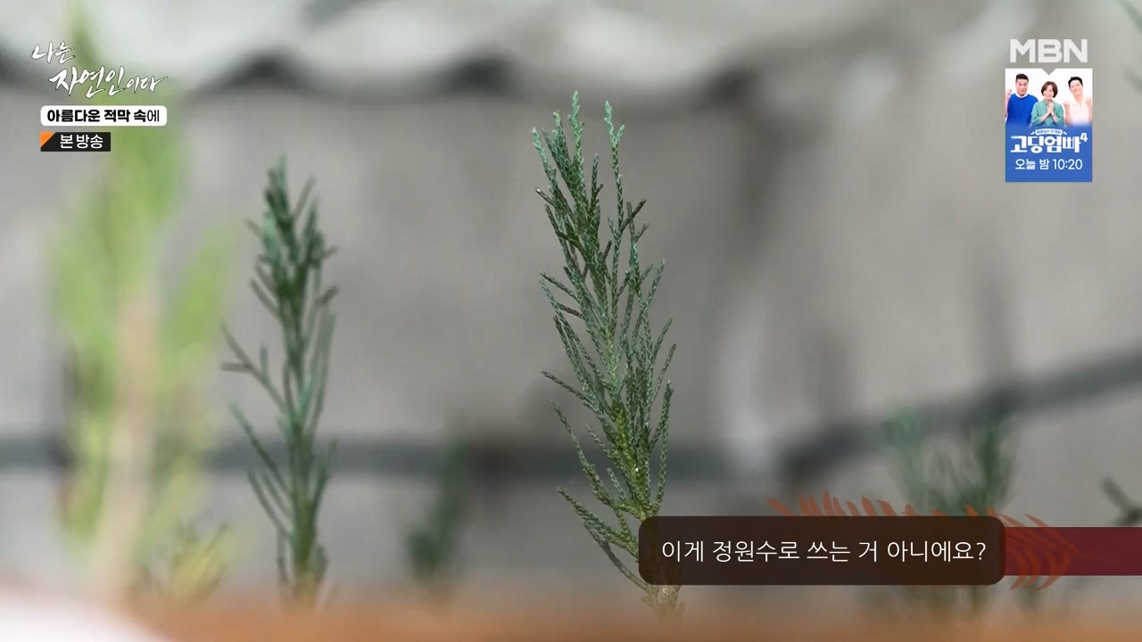 나는 자연인이다.E583.231207p-NEXT.mp4_20231207_195347.335.jpg