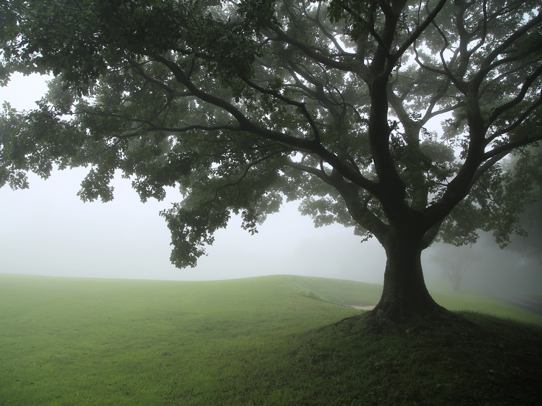 피어나네 픽사베이 에디터스 초이스에 선정된 무료 이미지 안개 속 나무 한 그루 사진