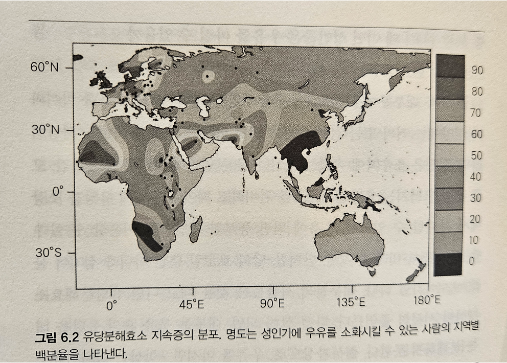 유당분해효소 지속증의 분포