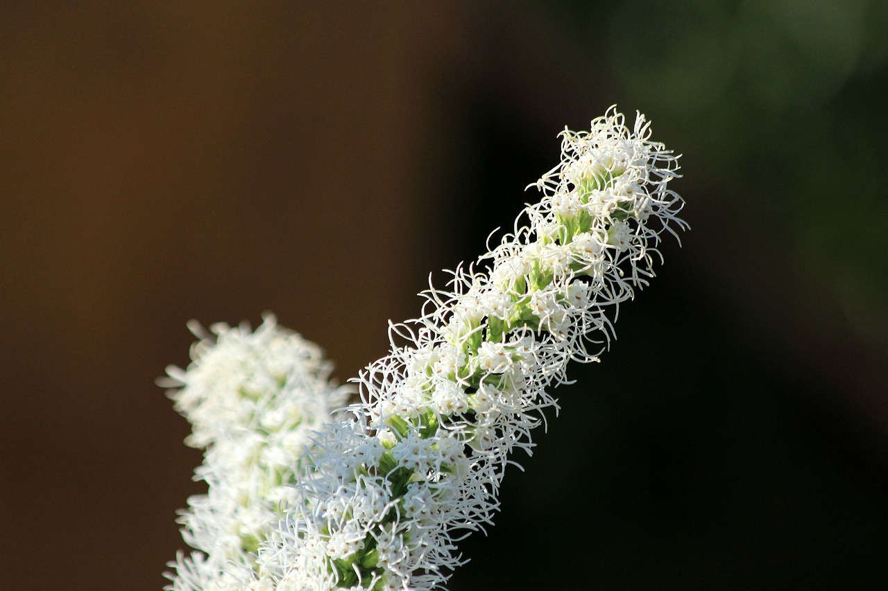  그림같은 아름다움을 가진 꽃, 리아트리스(Liatris spicata)