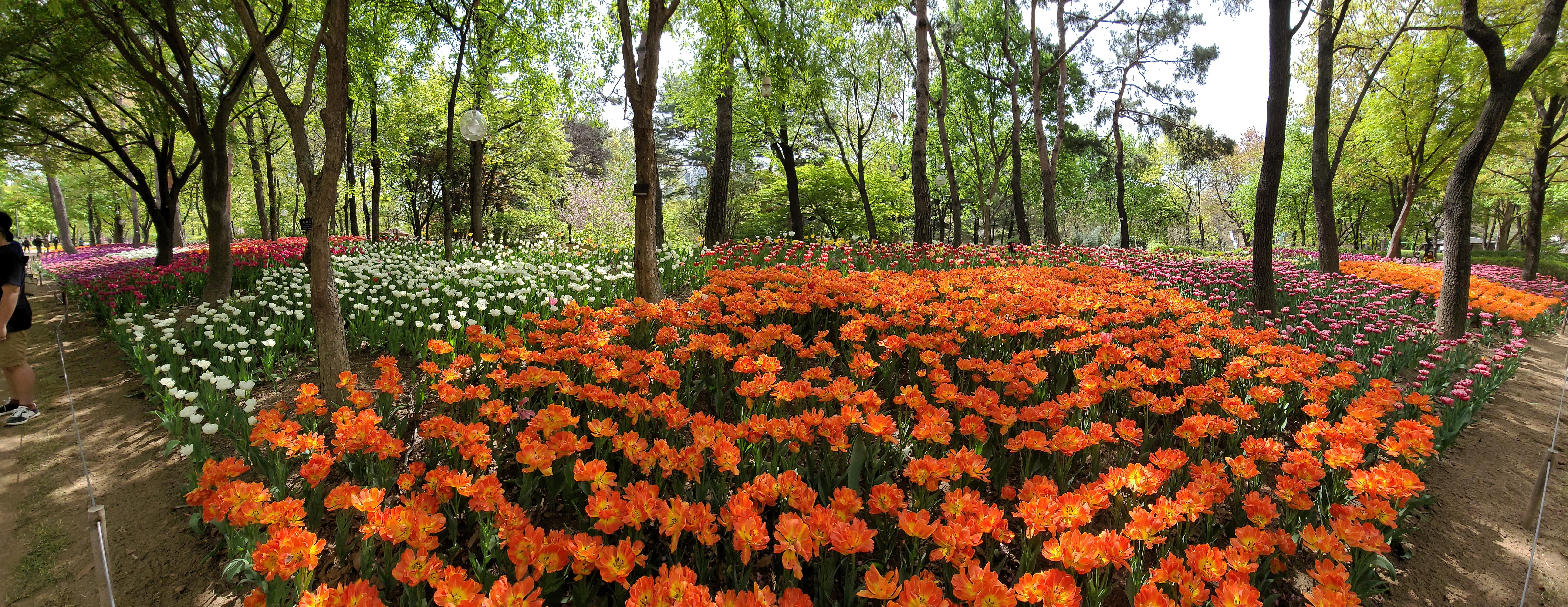벚꽃 뒤의 튤립, 서울 성수동 튤립명소 '서울숲' 28