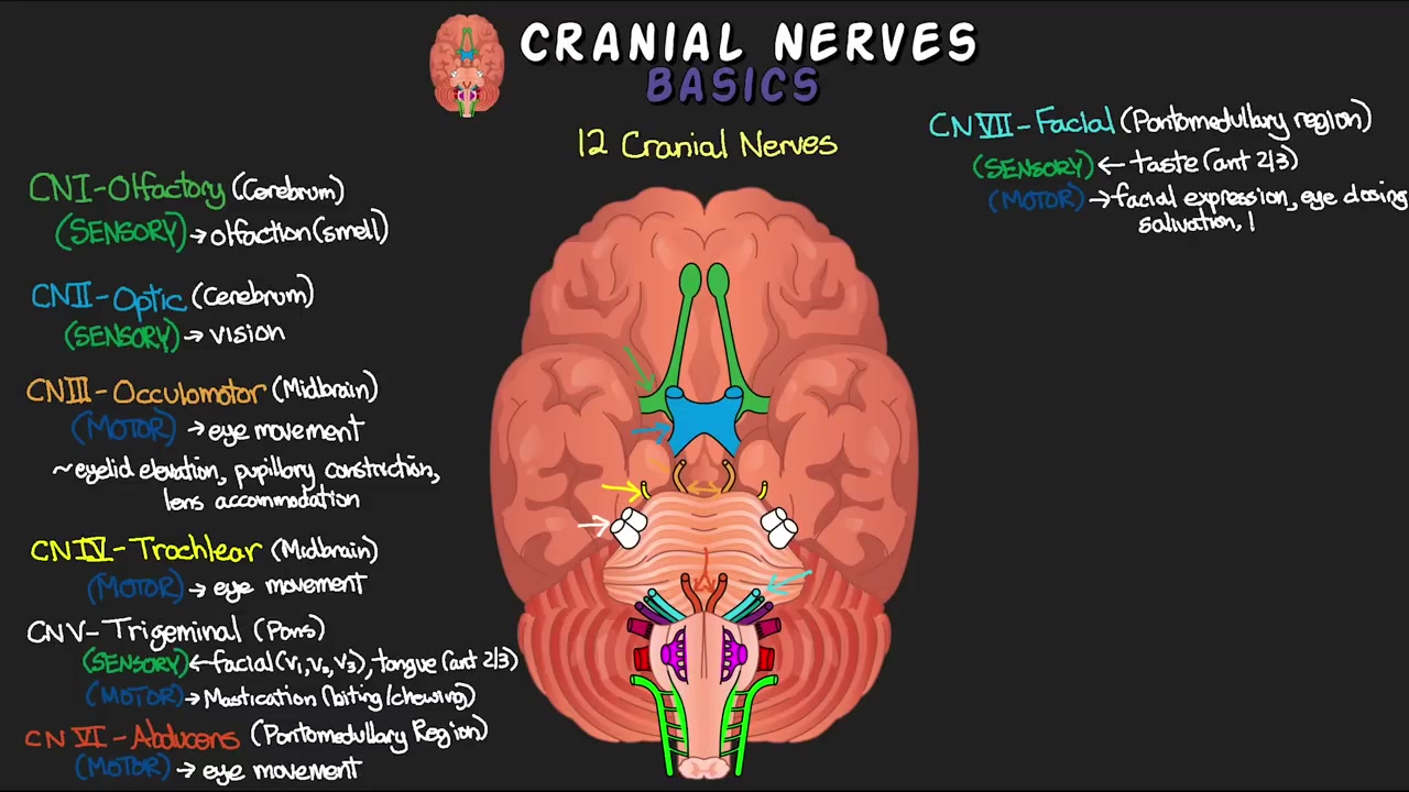 12가지 뇌신경과 이를 기억하는 방법! - 뇌신경 기초