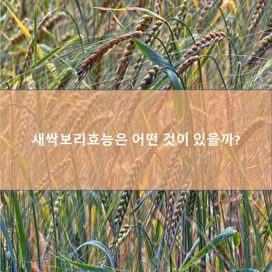  떠오르는 곡물 새싹보리의 효능은 어떤 것이 있을까?