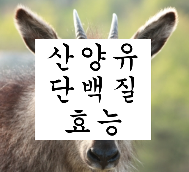 산양유 단백질 효능 및 부작용