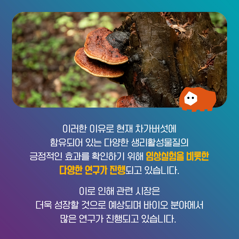 차가버섯