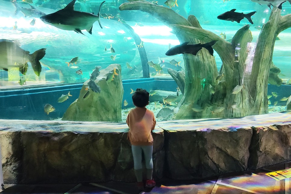 부천 아쿠아리움 부천 아쿠아리움먹이주기 체험 19