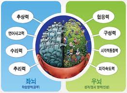 좌우뇌 영역