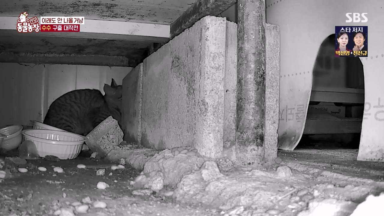 TV 동물농장.E1173.240527p-NEXT.mp4_20240526_155717.537.jpg