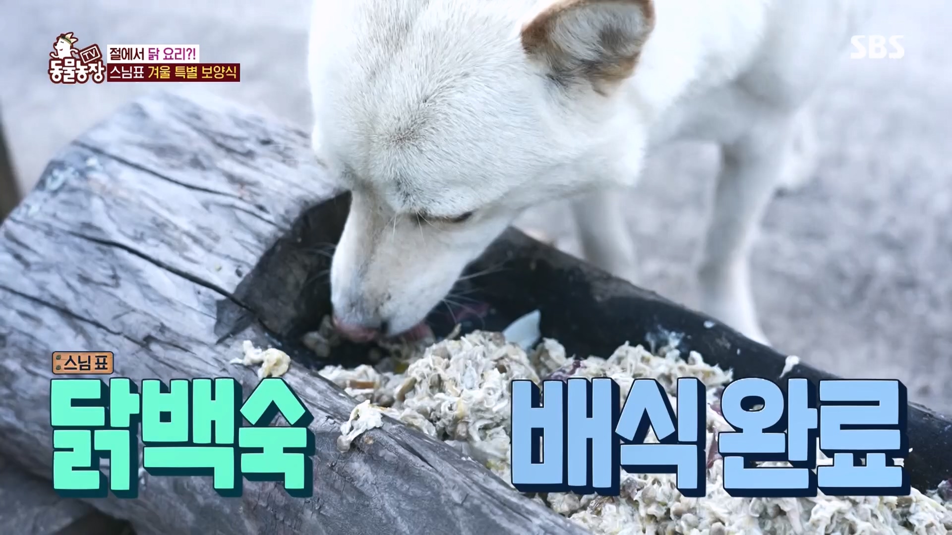 TV 동물농장.E1149.231210p.H264-F1RST.mp4_20231210_171052.501.jpg