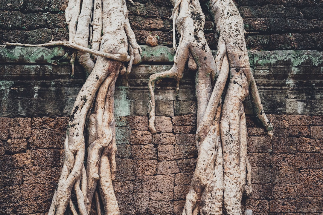 Rooting