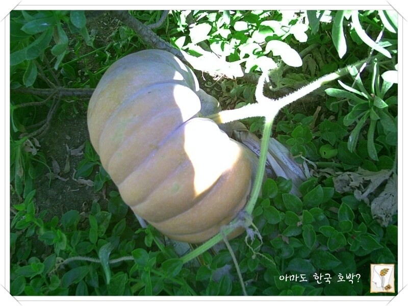 왕호박, 한국 (일본) 호박 닮은 카보차 호박