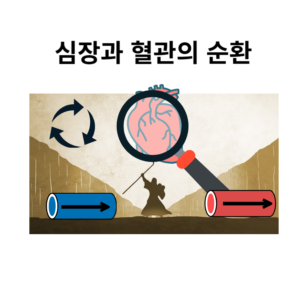  중2 과학-동물과 에너지-심장과 혈관의 순환