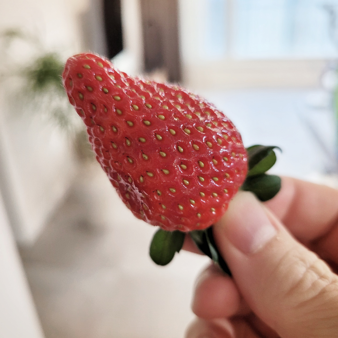  고급진 단맛의「죽향 딸기」(중울산농협장현딸기작목반)