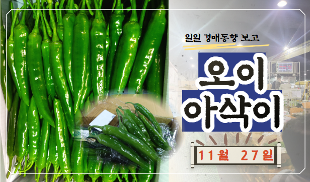 [경매사 일일보고] 11월 27일자 가락시장 오이아삭이 경매동향을 살펴보겠습니다!