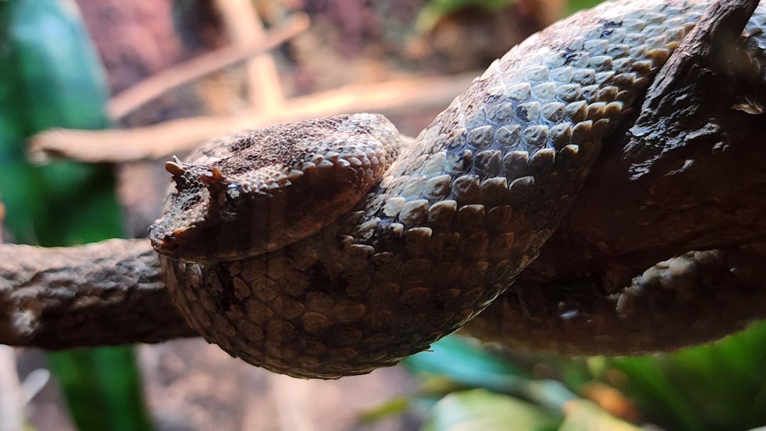 Serpent