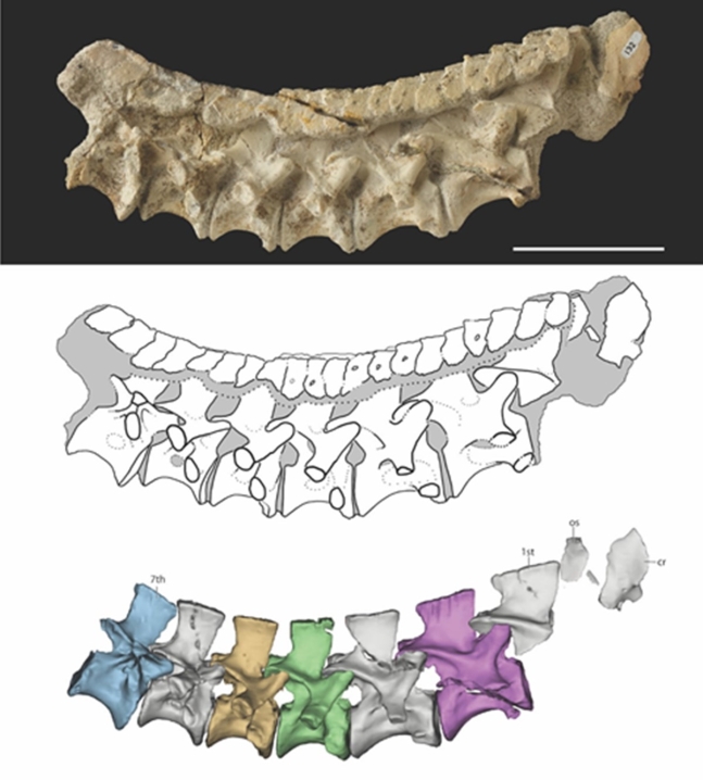 골편이 붙어 있는 맘바치톤 피안도하라의 목뼈 화석. 사진=Nesbitt et al.