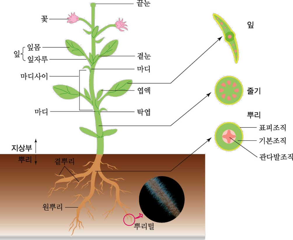 [생물학] 03-1. 식물 - 식물의 구조 | 용어 정리, 식물의 생장 : 네이버 블로그
