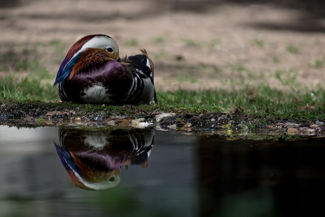 Lame duck
