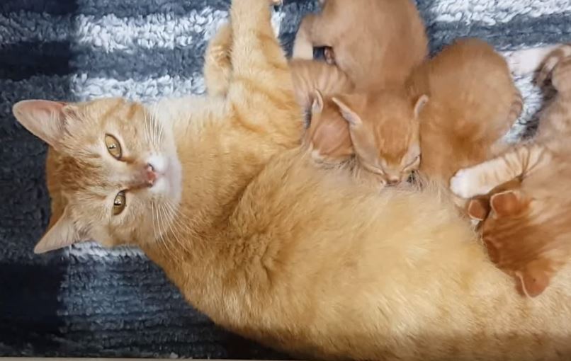  고양이 유튜버 메탈남/새끼고양이 구조 /누리