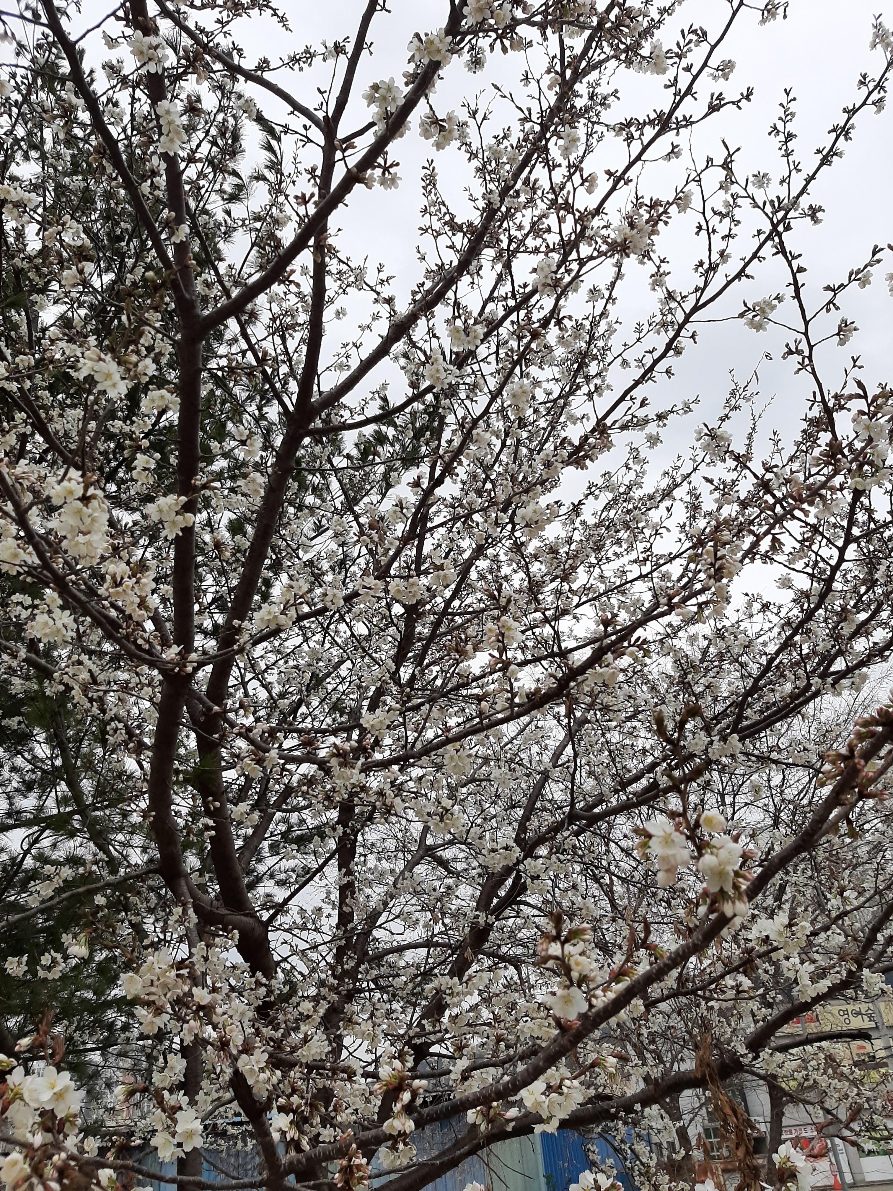 봄꽃 목련과 벚꽃이 한창입니다 / 꽃길만 걸으면 (03/23/22) 41