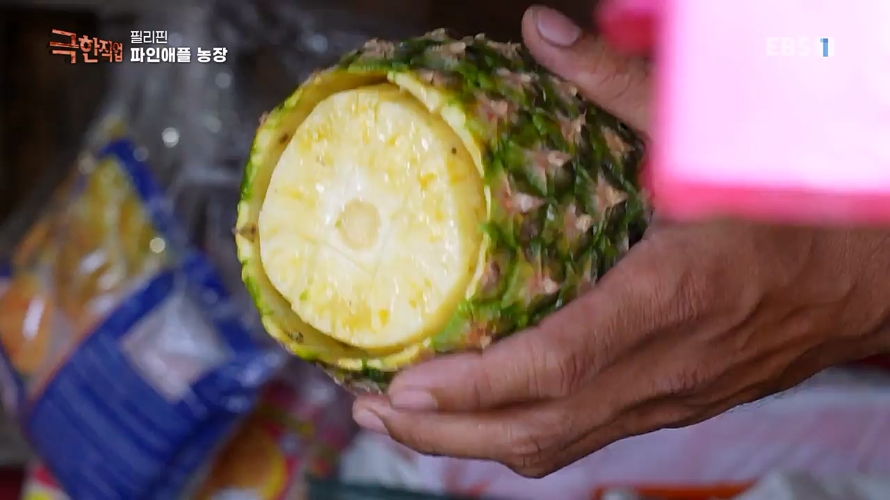 TV - 교육의 중심 EBS필리핀 바나나, 파인애플 농장.mp4_20230302_202904.432.jpg