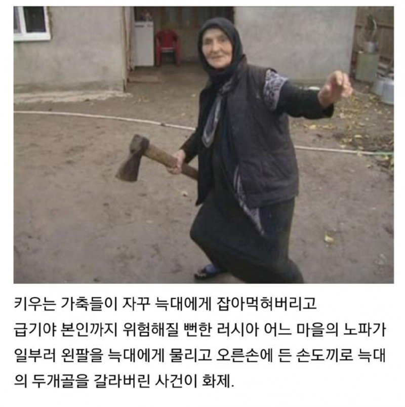  늑대 잡은 러시아 할머니.jpg
